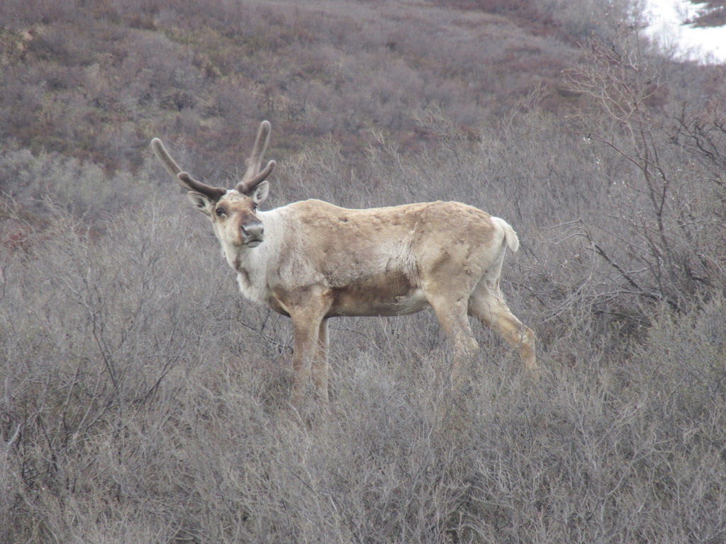 Caribou along Denali Park Road.JPG